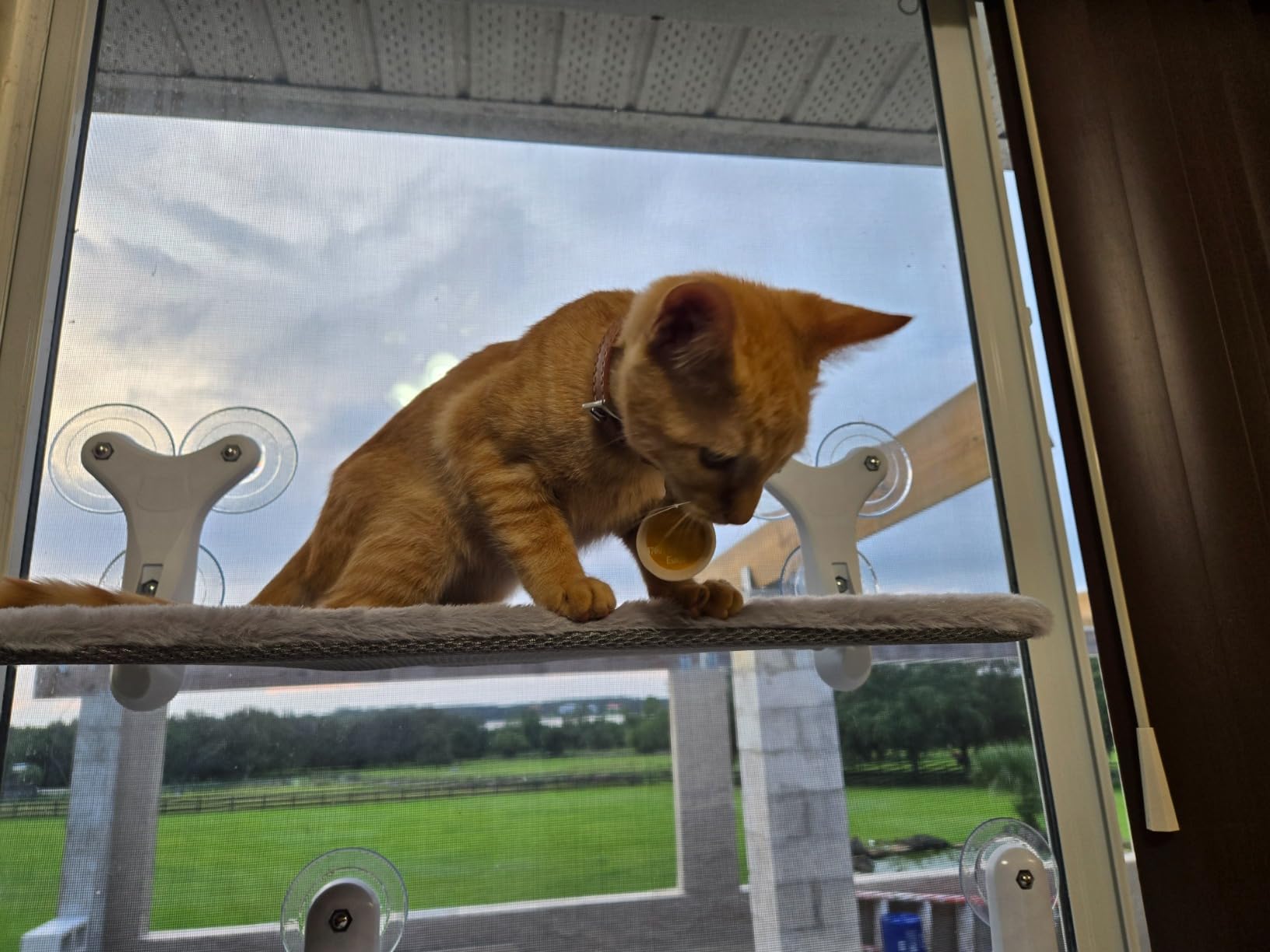 Heavy-Duty Cat Window Perch