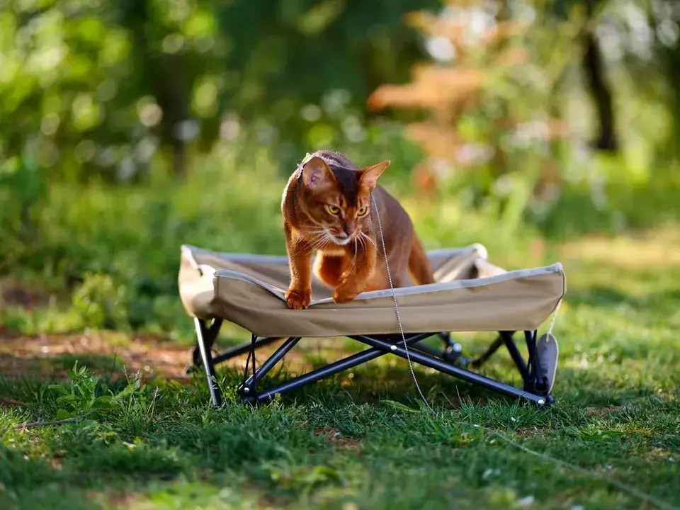Portable Elevated Pet Cot