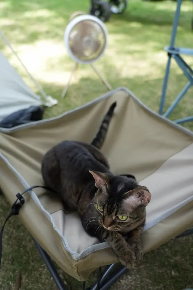 Portable Elevated Pet Cot 