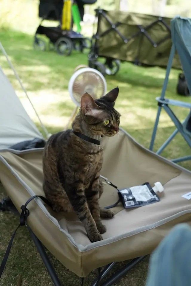 Portable Elevated Pet Cot 