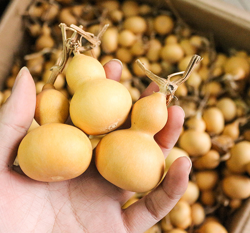 10pcs Natural Bottle Gourds Craft Dried Calabash Cucurbit 46CM DIY Home Decor eBay